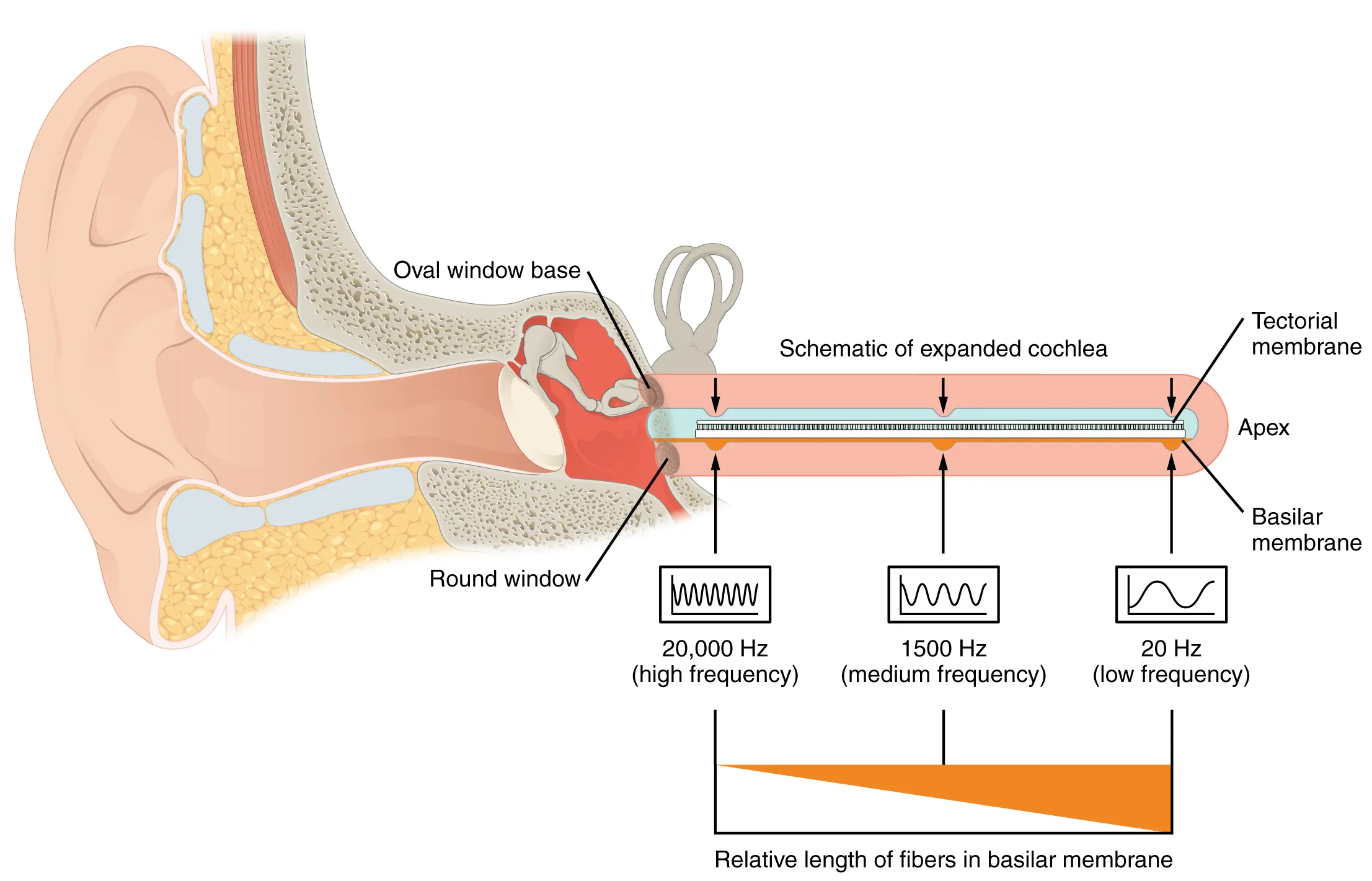 Frequency coding in the cochlea" by OpenStax, Anatomy and Physiology, CC BY 4.0, via Wikimedia Commons.